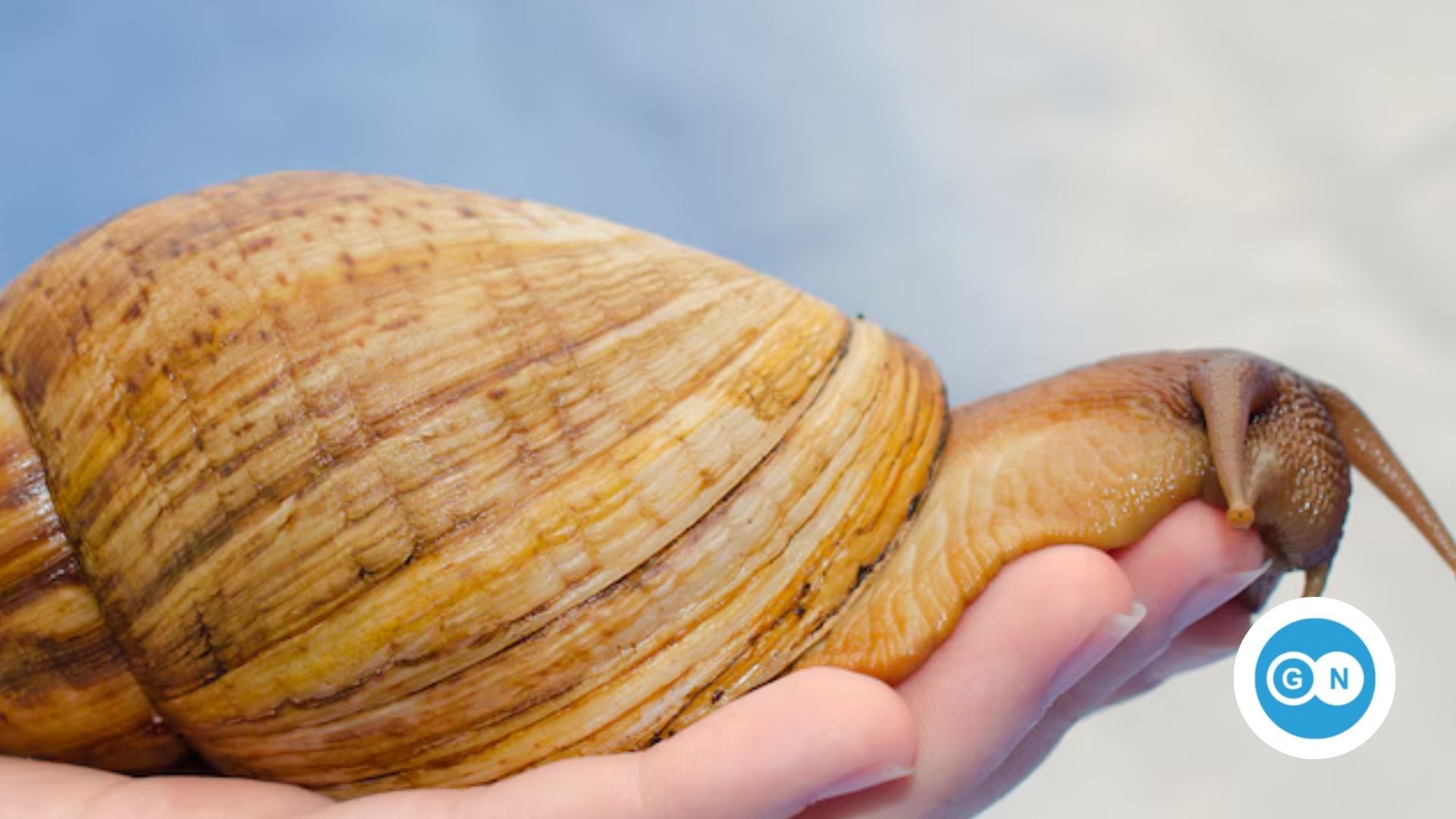 Afrikanische Riesenschnecke