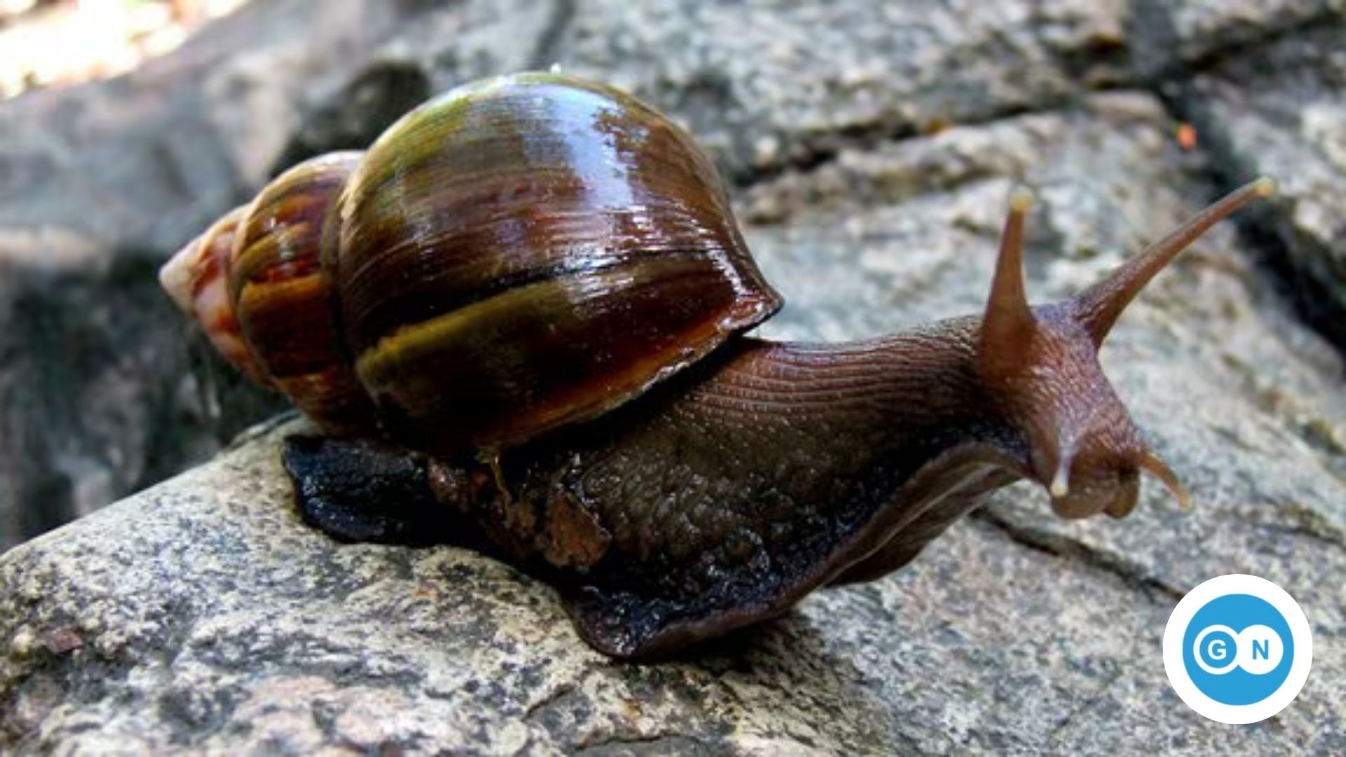 Afrikanische Riesenschnecke