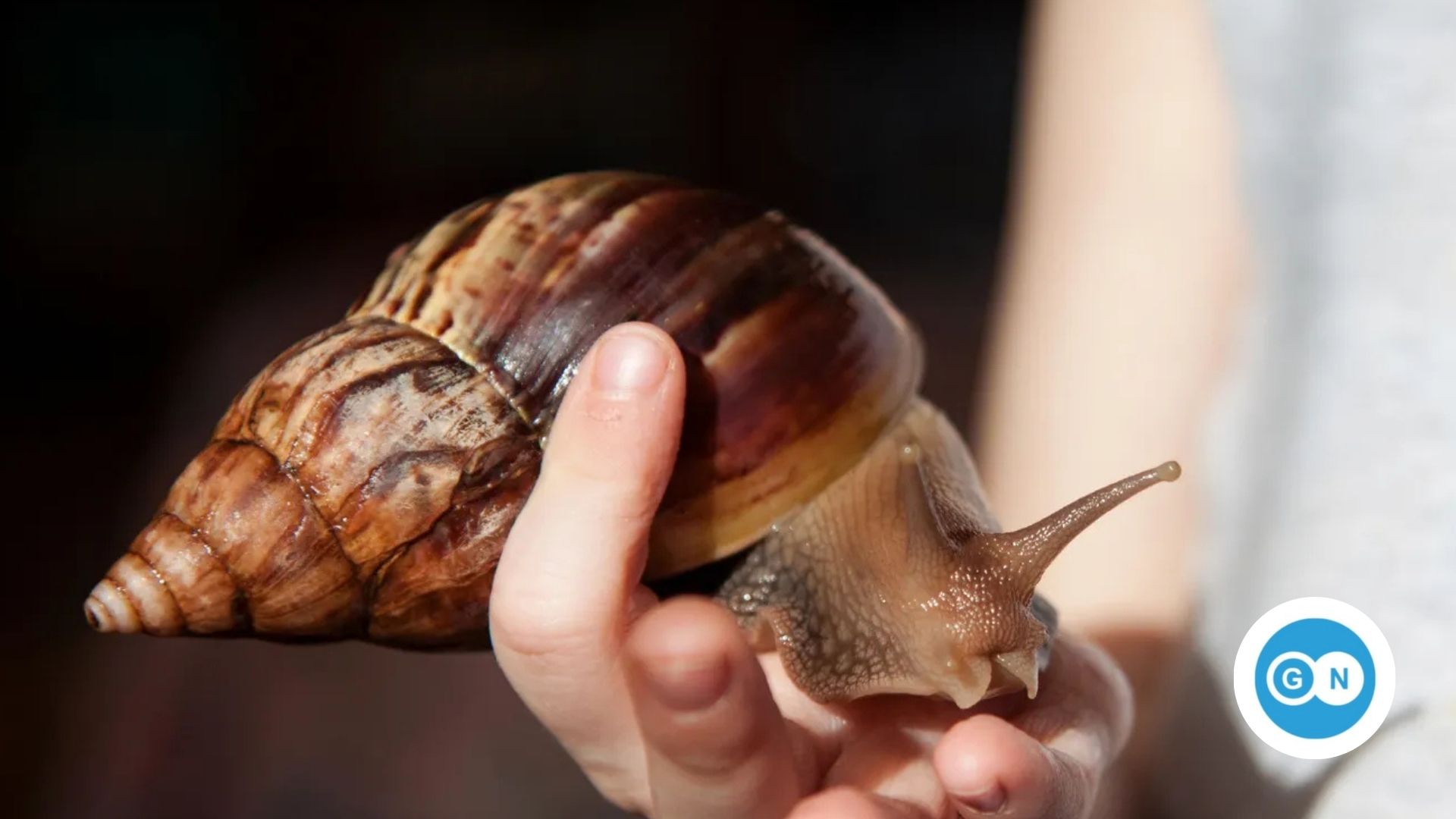 Afrikanische Riesenschnecke