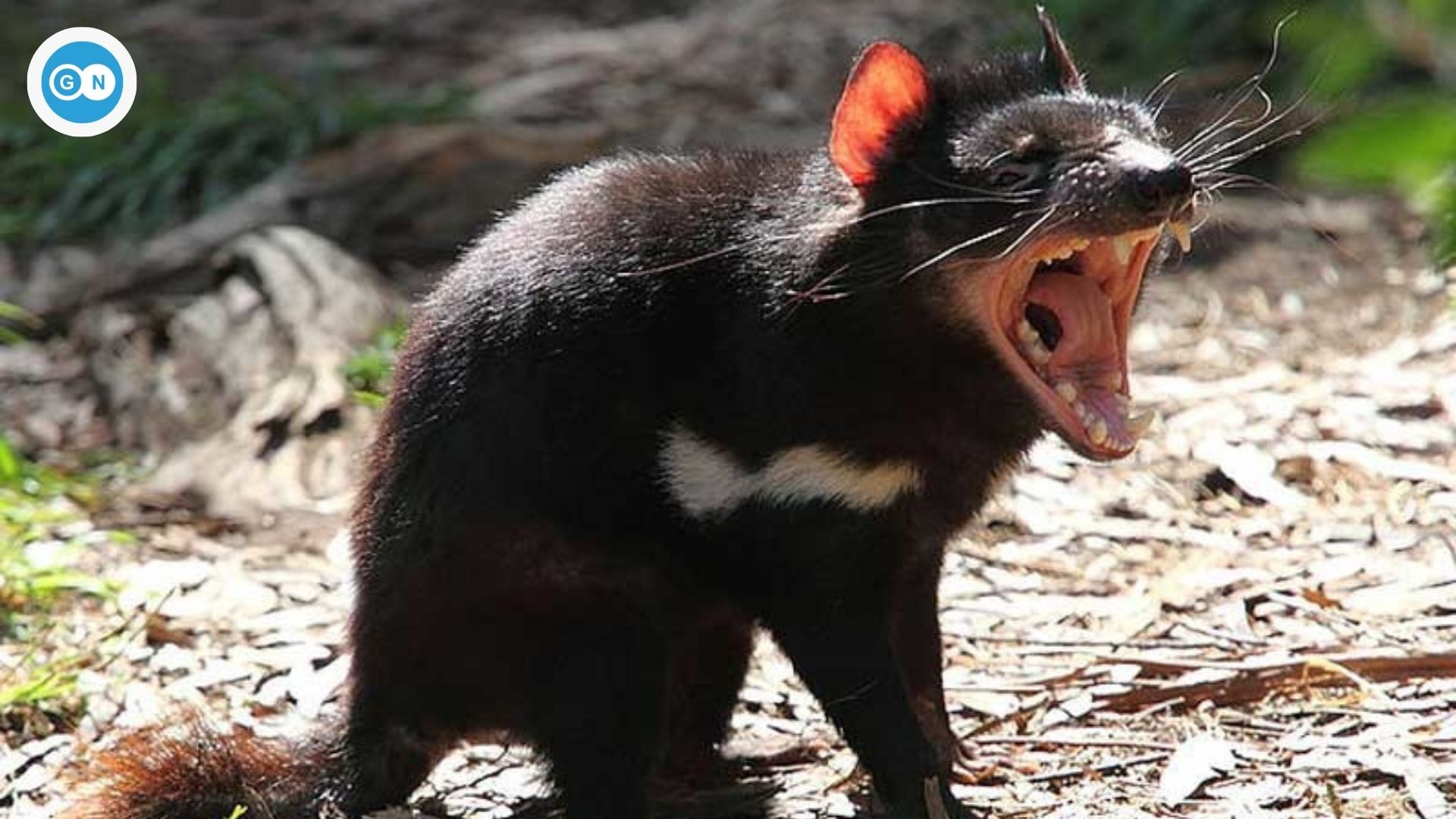 Tasmanische Teufel